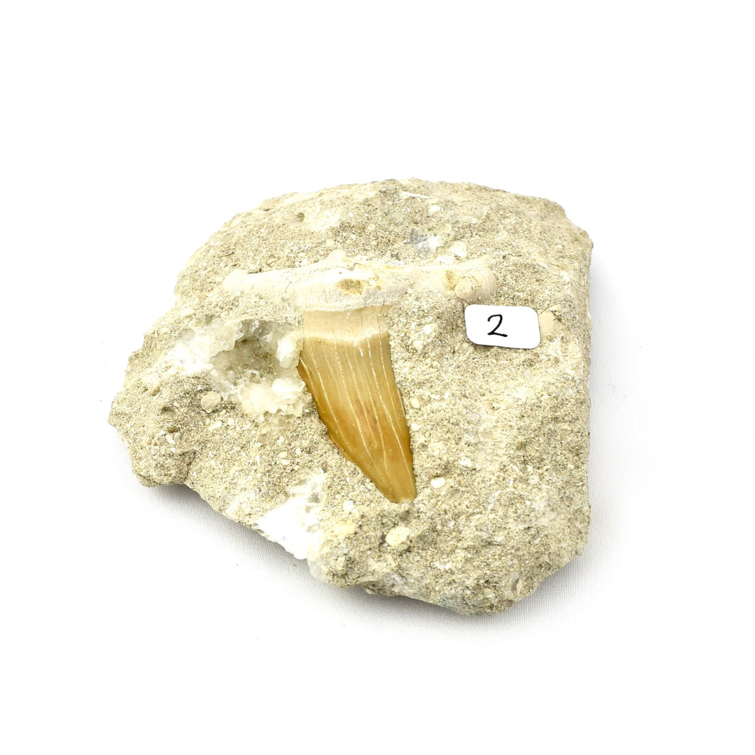 Haaientand in sedimentgesteente, Marokko